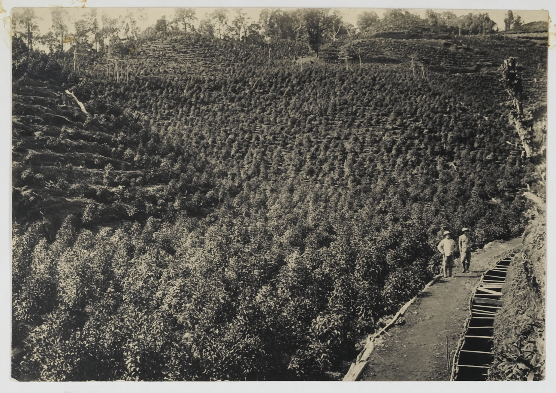 P and T lands Tea Gardens 1910-2
